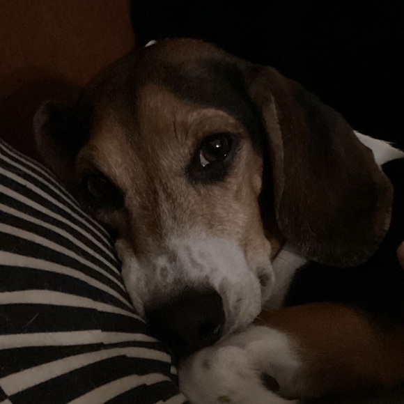 Meet your Posher, Evan - Picture 1 of 1